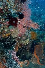 Bali 2016 - Liberty - Corail - IMG_5863_rc